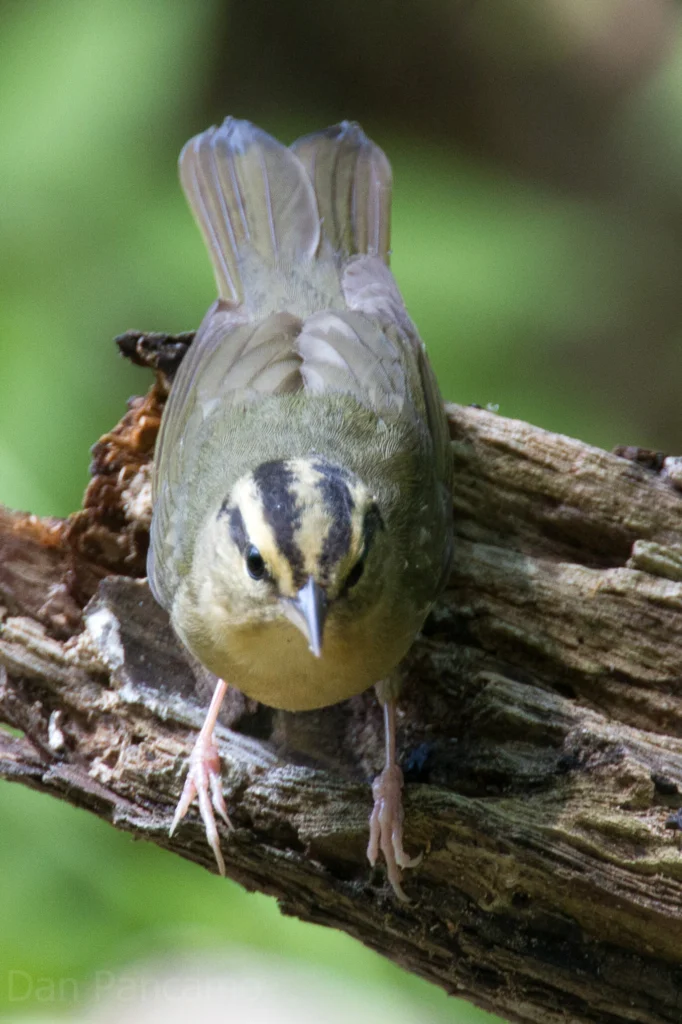 Worm-eating Warbler by Dan Pancamo