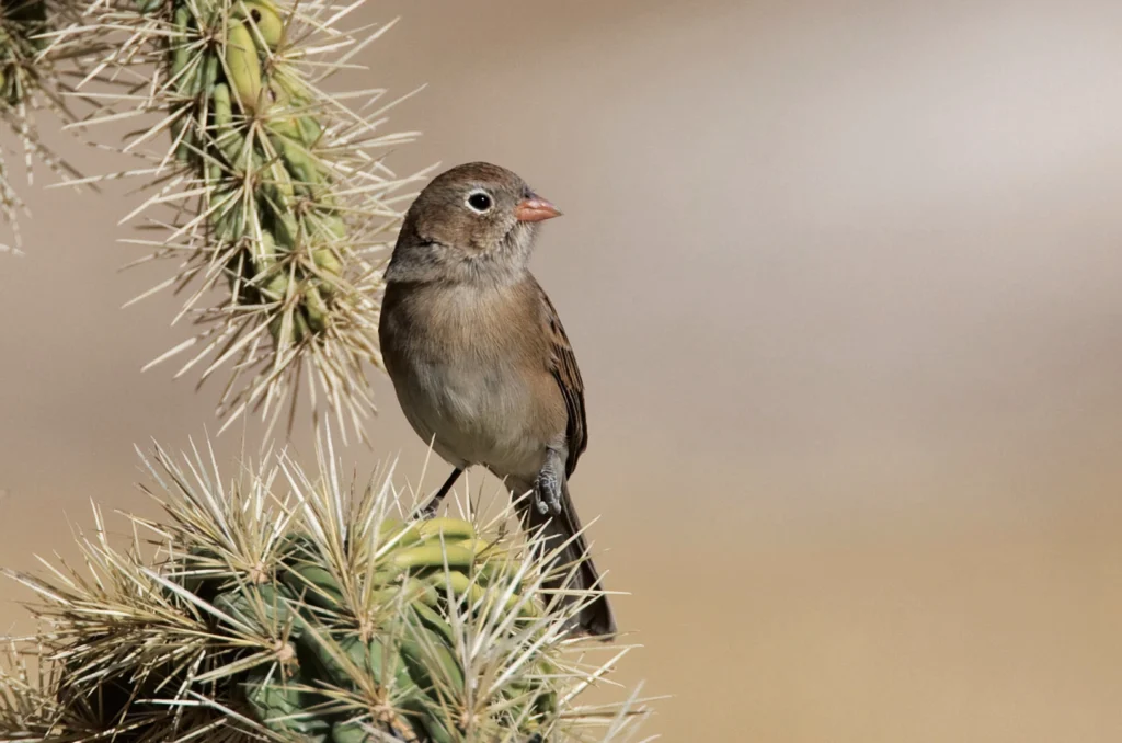 Worthen's Sparrow on cactus. Photo by Antonio Hidalgo.