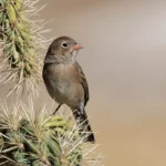 Worthen's Sparrow on cactus. Photo by Antonio Hidalgo.