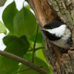Study Shows How Millions of Bird Sightings Unlock Precision Conservation