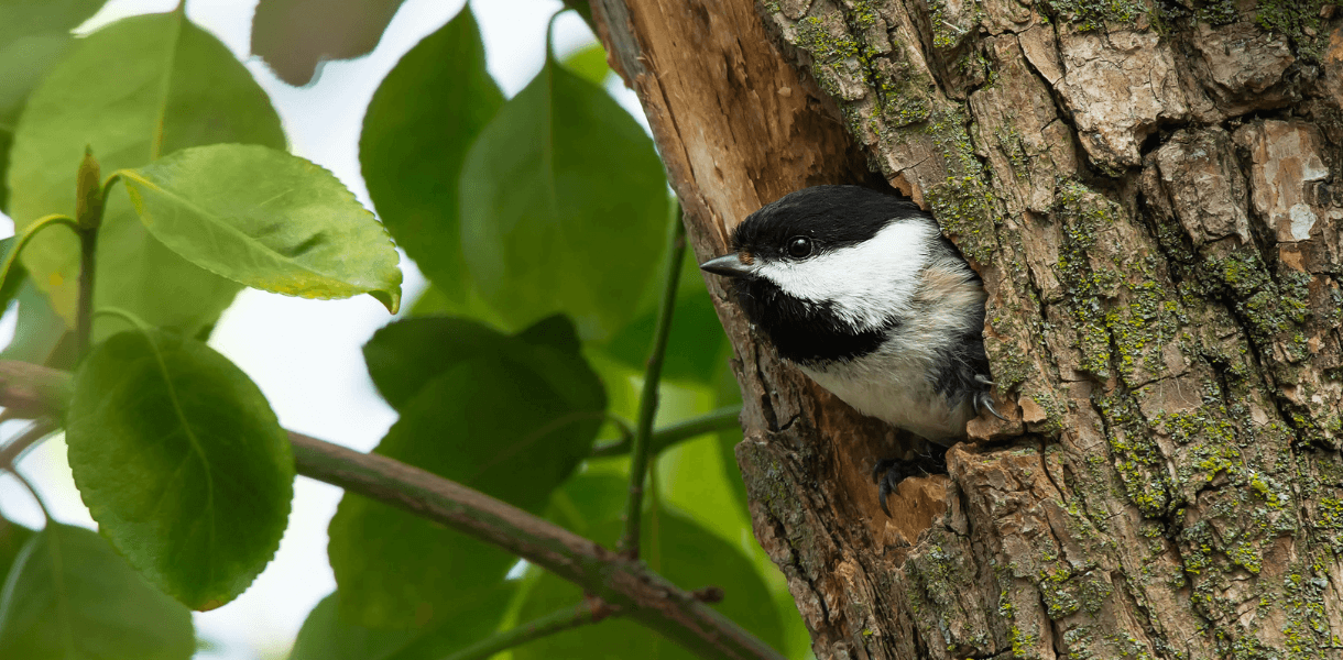 Study Shows How Millions of Bird Sightings Unlock Precision Conservation