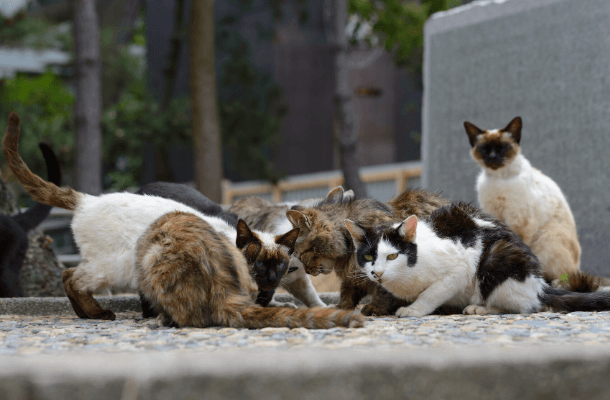 Cat Abandonment Bill Halted in Virginia