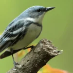 University of Maryland Center for Environmental Science and Appalachian Mountains Joint Venture/American Bird Conservancy Awarded $1.2 Million Grant to Use Big Data in Migratory Bird Conservation