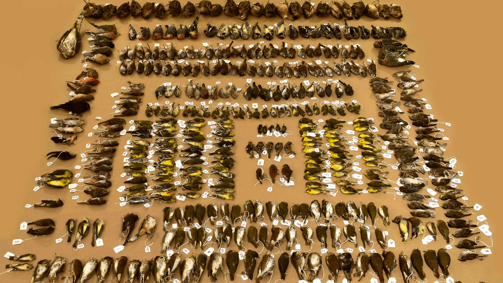 Preventing Glass Collisions - American Bird Conservancy