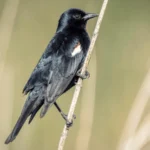 1.1 Million Acres in California Protected from Dangerous ‘Neonic' Insecticides