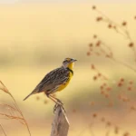 American Bird Conservancy Pilot Program Pays Farmers to Use Safer Seeds