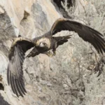 Weakened Migratory Bird Treaty Act Is a Major Setback for Wildlife Conservation