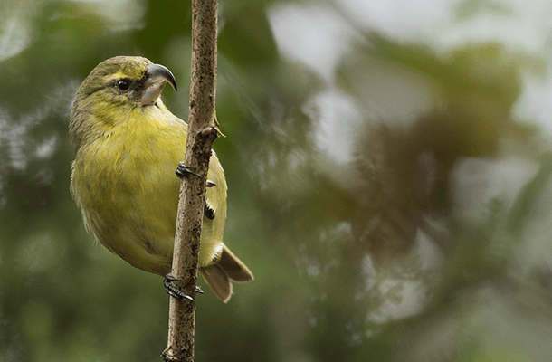 Eleven U.S. Bird Species Soon to be Declared Extinct, Including Eight Hawaiian Birds