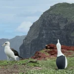 Completed Predator-proof Fence on Moloka'i's North Shore Will Provide Safe Haven for Endangered Seabirds