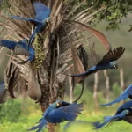 Judge Cancels Licenses for Wind Energy Project Threatening Endangered Lear's Macaw