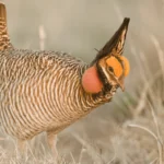 Presidential Veto is Last Chance for Lesser Prairie-Chicken Recovery