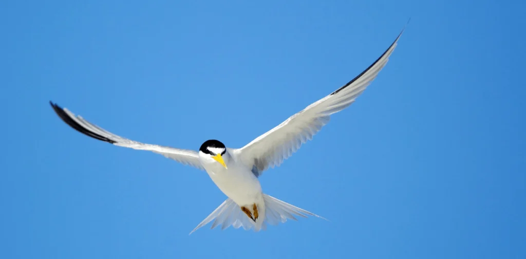 Bird City Texas Grants Prestigious High-Flyer Status to Galveston for Bird Conservation