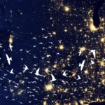 Representative flying bird silhouettes over U.S. lights at night. 