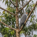 Lost Bird for 55 Years: Rare Goshawk Photographed for First Time in Papua New Guinea