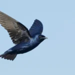 New Study: Neonicotinoids Found to Drive Butterfly Declines More Than Any Other Environmental Variable