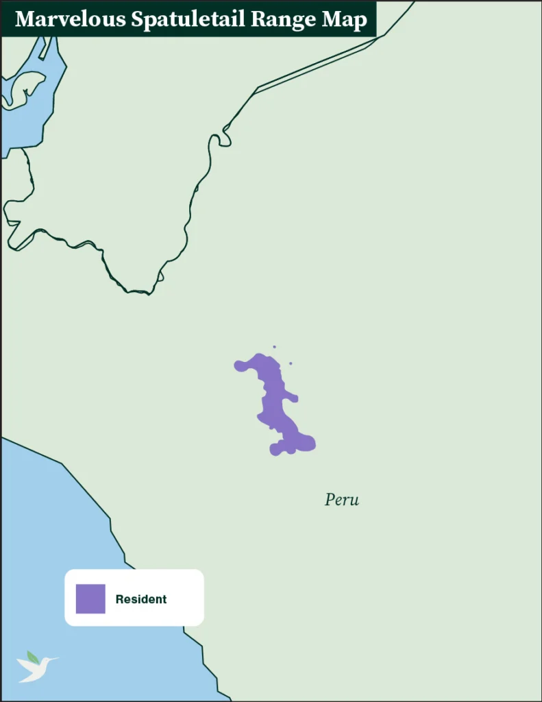 Marvelous Spatuletail range map