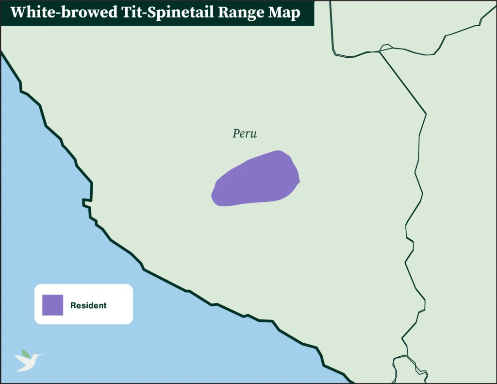 White-browed Tit-Spinetail range map.
