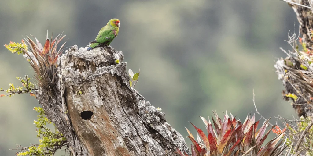 New Reserve Established in Ecuador Cloud Forest to Protect Endangered Red-faced Parrot