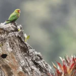 New Reserve Established in Ecuador Cloud Forest to Protect Endangered Red-faced Parrot