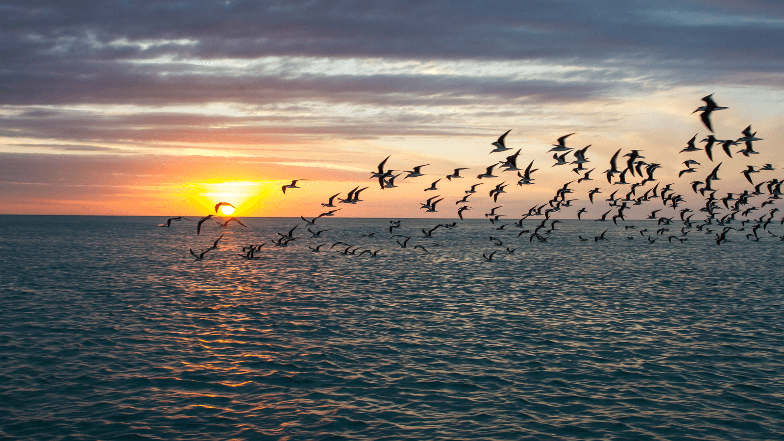 Announcing American Bird Conservancy's 2024 Conservation and Justice Fellows