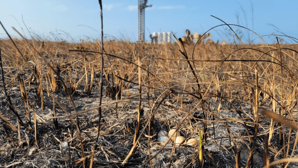 Lawsuit Aims to Protect Texas Wildlife Habitat, Beach Access From More Exploding Rockets