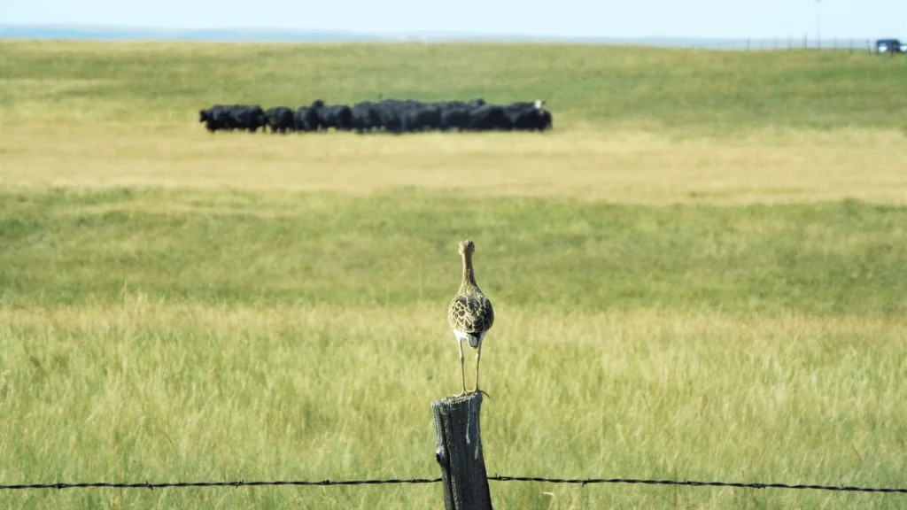 This Year's Farm Bill Could Be a Game-Changer for the Most Imperiled U.S. Land Birds