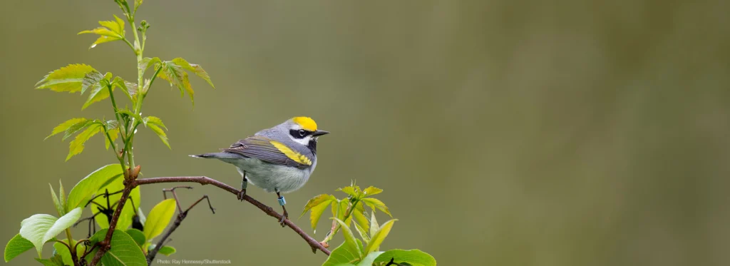 More than 210 Organizations Unite to Press for Migratory Birds Conservation Act