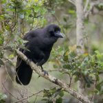 ʻAlalā (Hawaiian Crow) by Jack Jeffrey