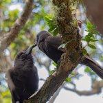 ʻAlalā (Hawaiian Crow)