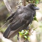 ʻAlalā (Hawaiian Crow) by Maui Forest Bird Recovery Project