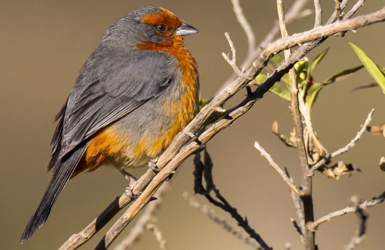 Cochabamba Mountain Finch by Paul B. Jones