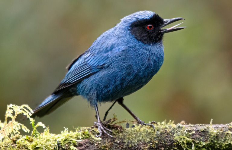 Masked Flowerpiercer by Diana G. López, Macaulay Library at the Cornell Lab of Ornithology