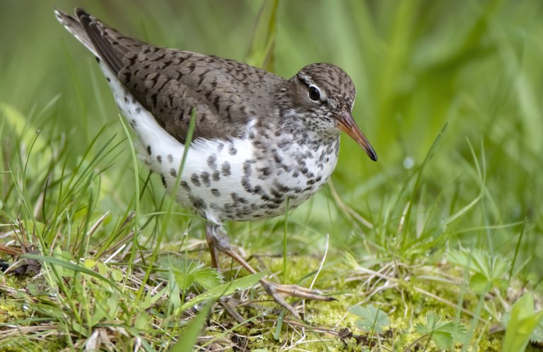 Spotted Sandpiper by Larry Master, masterimages.org