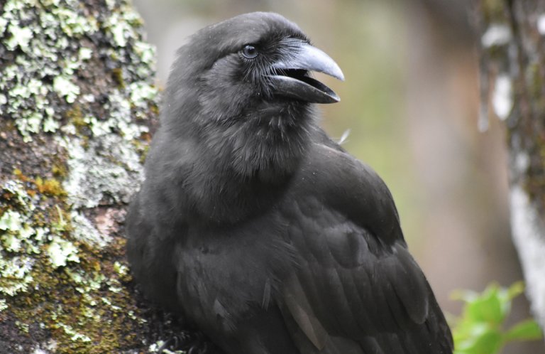 ʻAlalā (Hawaiian Crow) by Maui Forest Bird Recovery Project