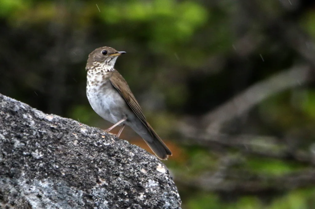 Bicknell's Thrush on rock. Photo by Daniel J. Lebbin.