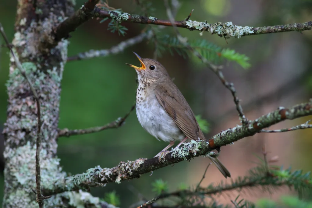 Bicknell's Thrush on thin tree branch, singing. Photo by Bruce Beehler.