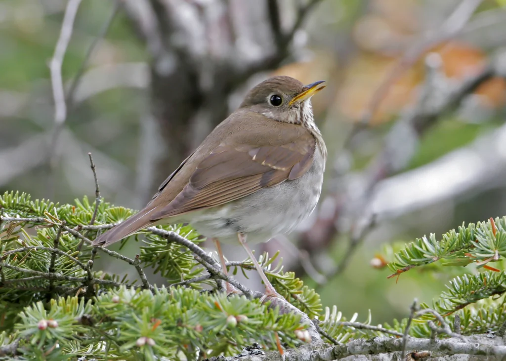 Bicknell's Thrush on thin evergreen branch. Photo by Larry Master, www.masterimages.org.