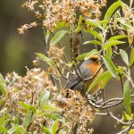Cochabamba Mountain Finch. Photo by Glenn Seeholzer, Macaulay Library at the Cornell Lab of Ornithology.