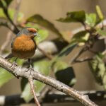 Cochabamba Mountain Finch. Photo by Rodrigo Soria-Auza, Asociación Armonía.
