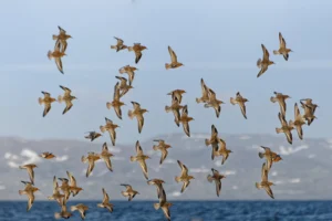 Flock of Red Knots in flight. Photo by Martin Pelanek, Shutterstock.