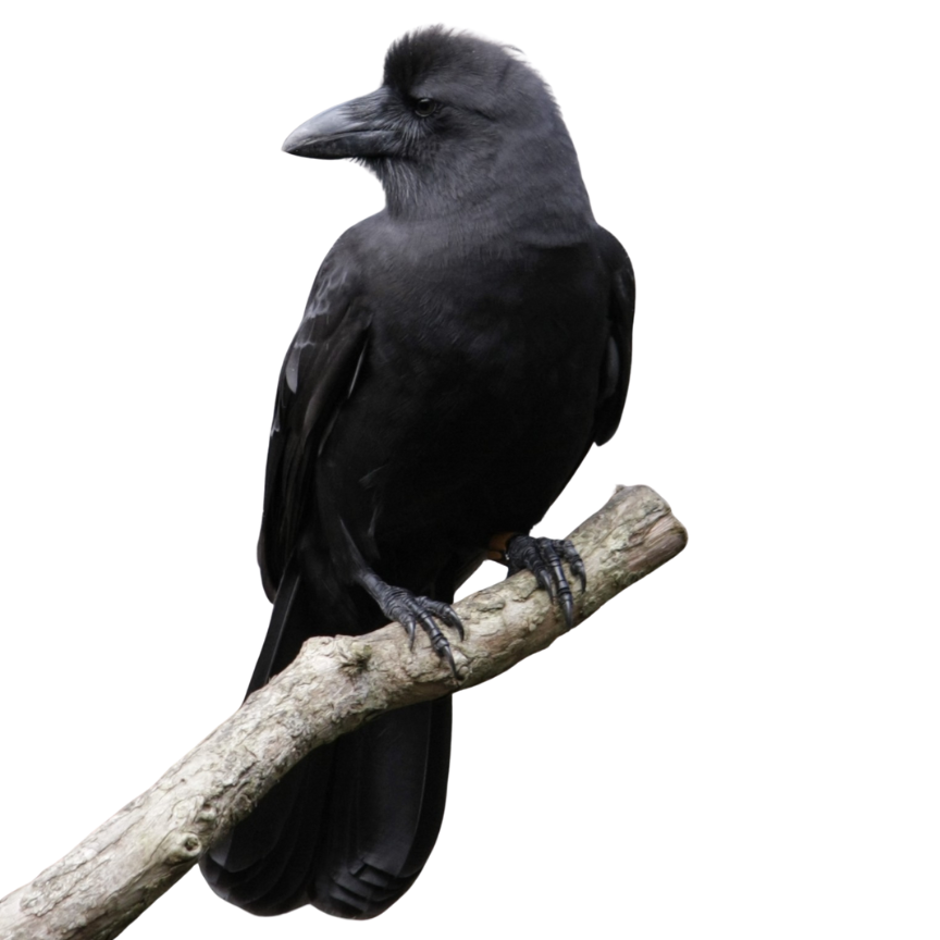 ʻAlalā by Robby Kohley