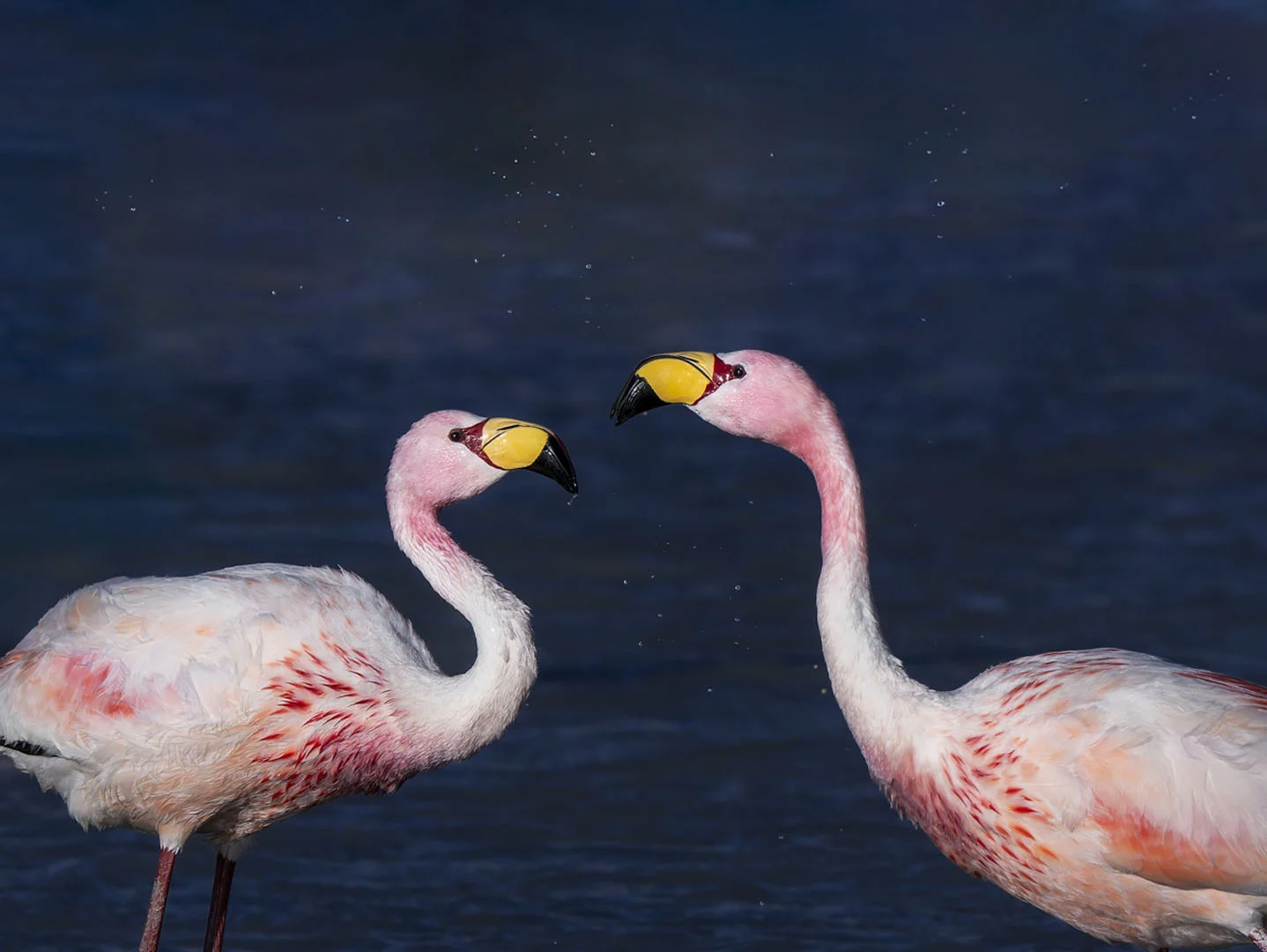 James's Flamingos. Photo by Owen Deutsch.
