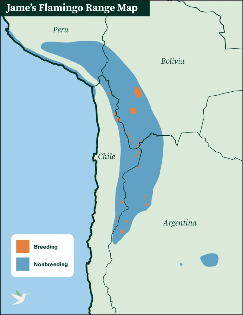 James's Flamingo range map