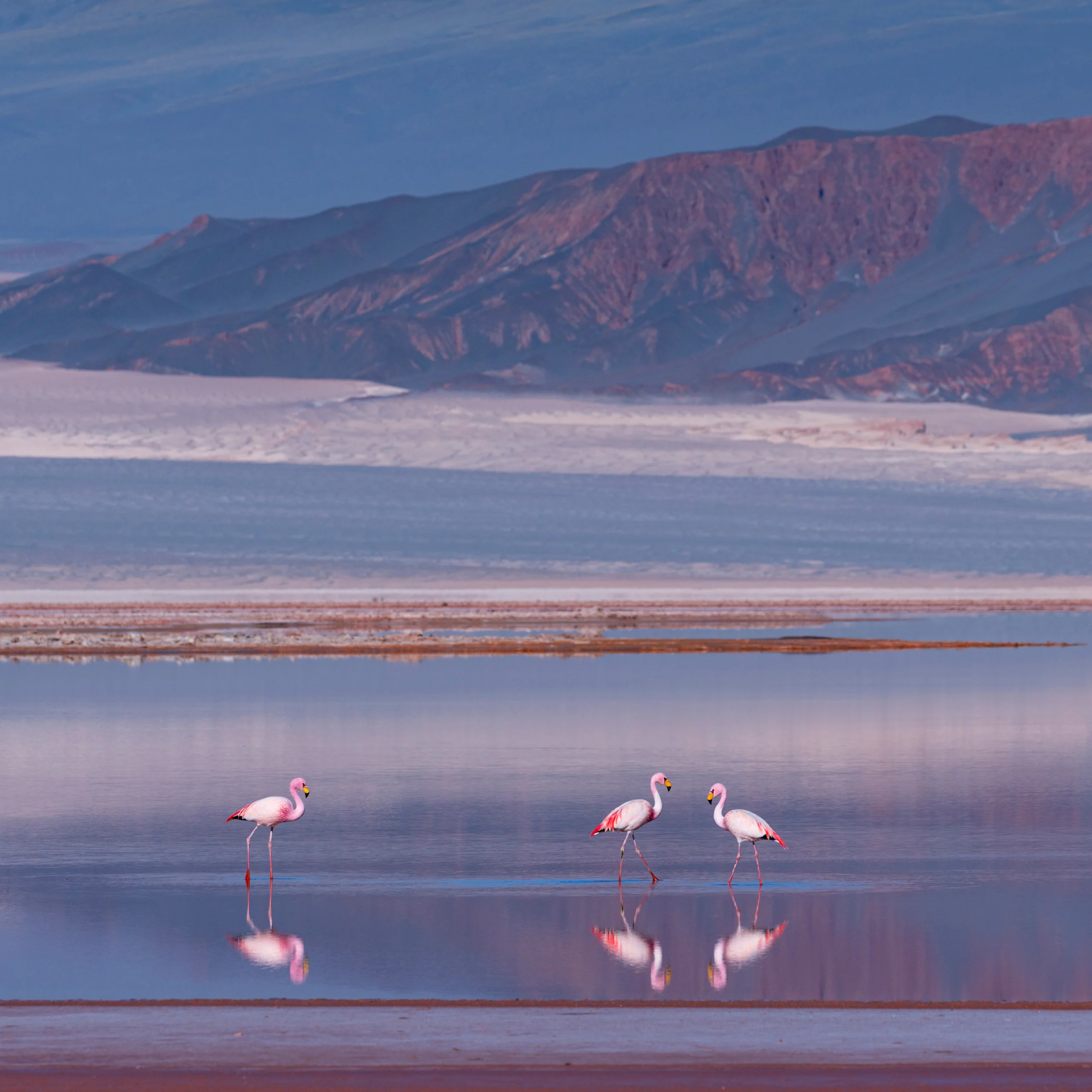 James's Flamingos wading with mountains in the background by Juan Carlos Munoz, Shutterstock