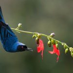 Masked Flowerpiercer by Dario Hipo Wild Photo, Shutterstock