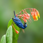 Masked Flowerpiercer feeding by FotoRequest, Shutterstock