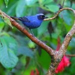 Masked Flowerpiercer by Greg Homel, Natural Elements Productions