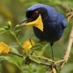 Masked Flowerpiercer by Scott Young, Macaulay Library at the Cornell Lab of Ornithology