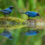 Masked Flowerpiercers at edge of water with reflection. Photo by FotoRequest, Shutterstock.