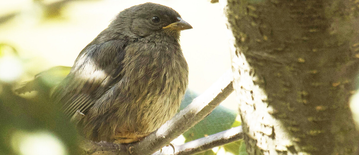 Juvenile Cochabamba Mountain Finch. Photo by Ruth Marquez Flores, Macaulay Library at the Cornell Lab of Ornithology.